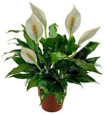 Peace Lily